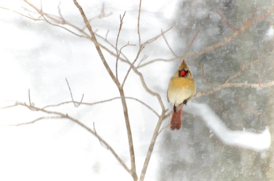Snowy Cardinal Photograph by Donna Doherty