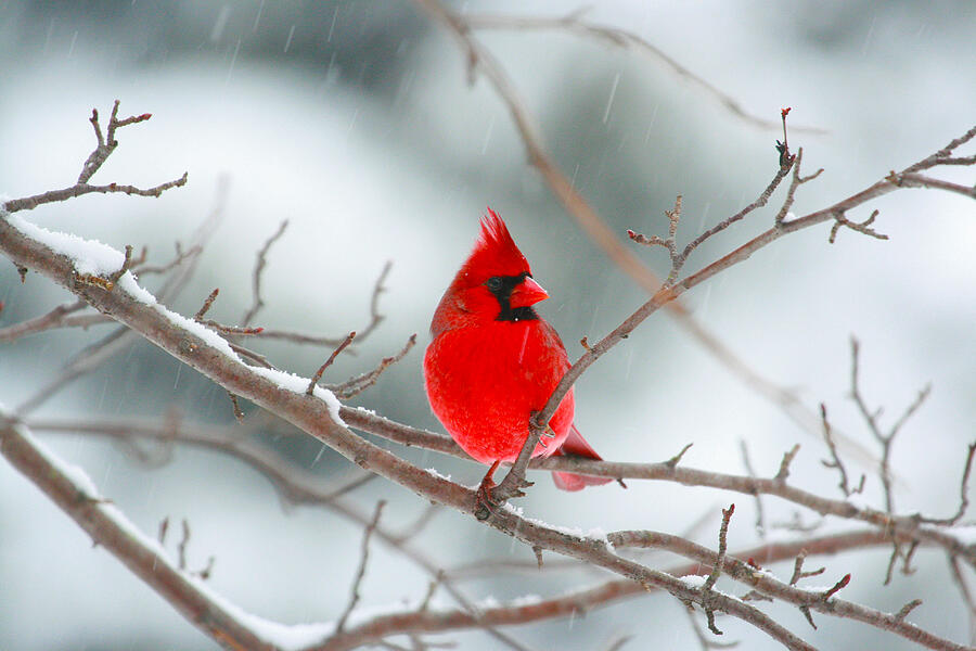 Snowy Cardinal Photograph