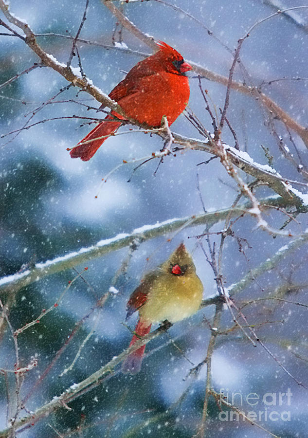 Snowy Cardinal Pair Photograph by Clare VanderVeen