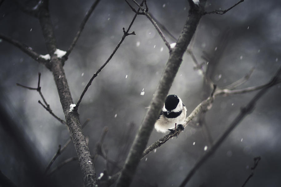 Chickadee Photograph - Snowy Chickadee by Shane Holsclaw
