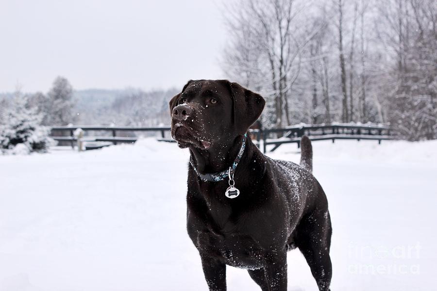 Snowy Chocolate Lab Photograph by Janice Byer