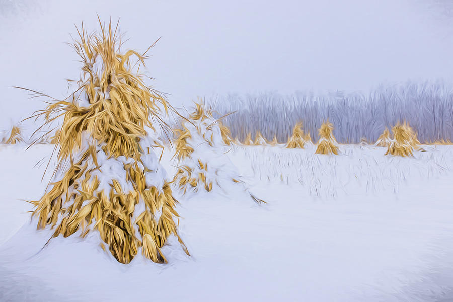Snowy Corn Shocks - Artistic Photograph by Chris Bordeleau