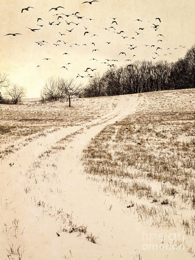 Bird Photograph - Snowy Country Road by Edward Fielding