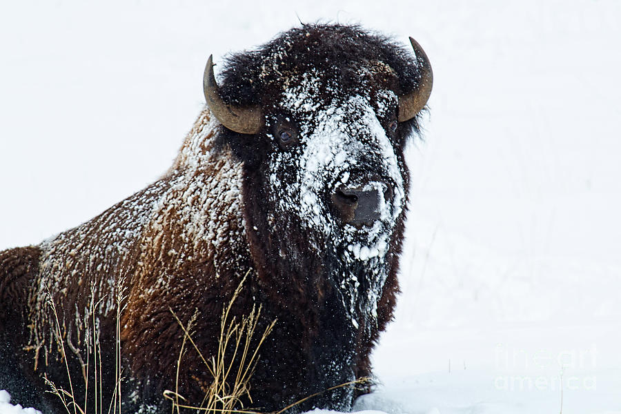 Bison Photograph - Snowy Crown by Jim Garrison