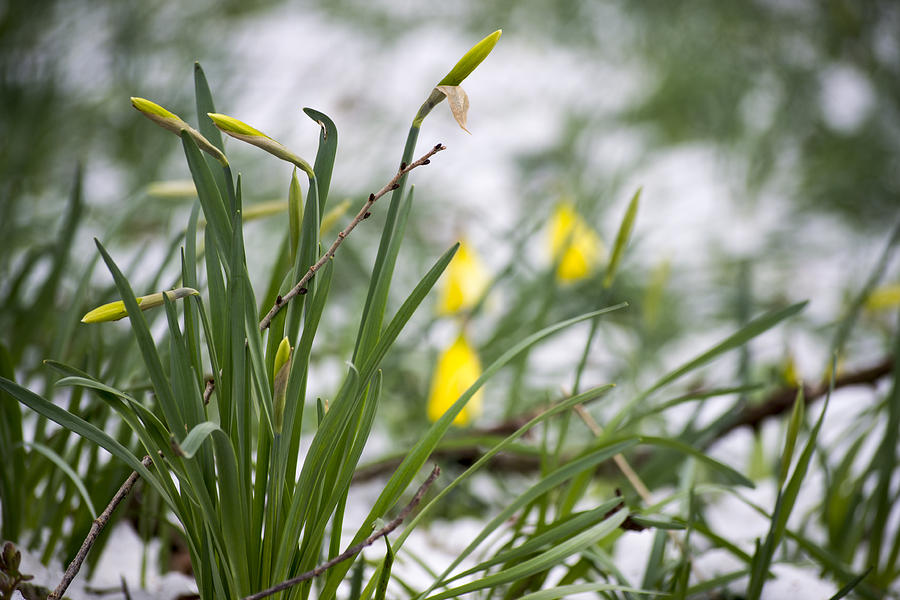 Snowy Daffodils Photograph by Spikey Mouse Photography