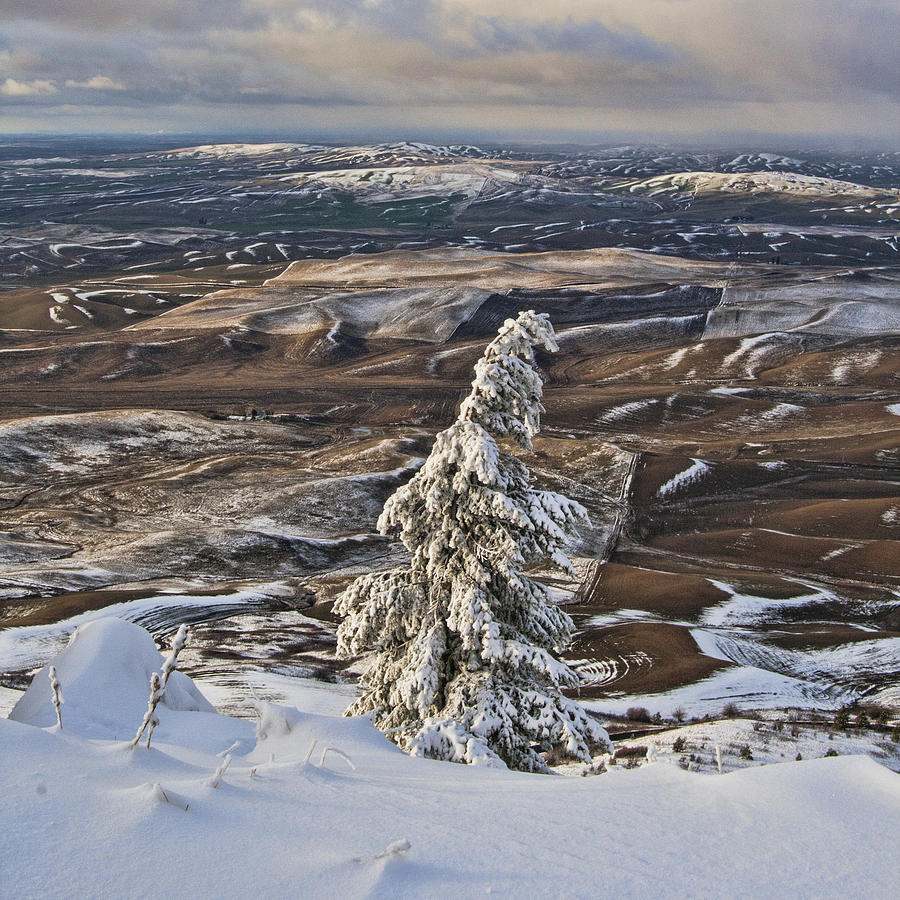 Snowy Day In The Palouse Photograph