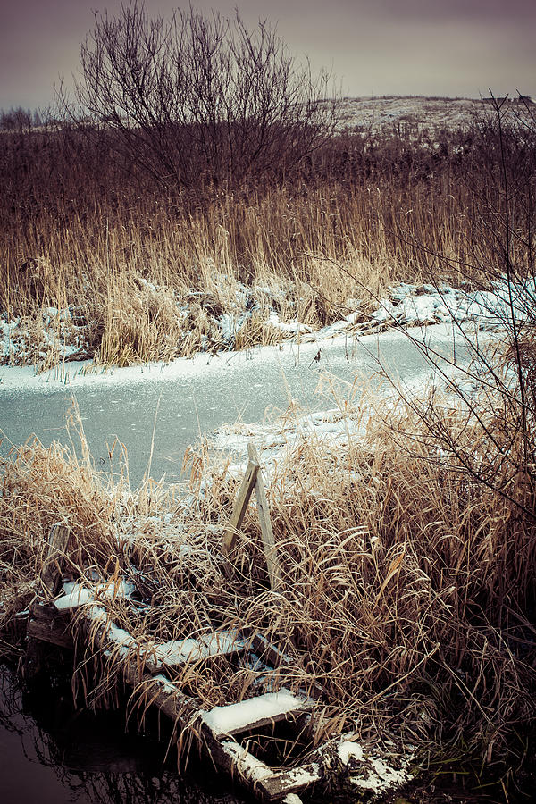 Snowy Day Photograph by Sviatlana Kandybovich