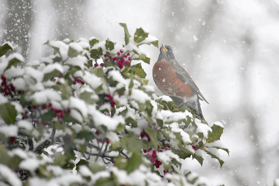 Snowy Day Robin Photograph by Terry DeLuco
