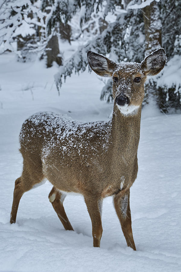 Deer Photograph - Snowy Doe by Brian Simpson