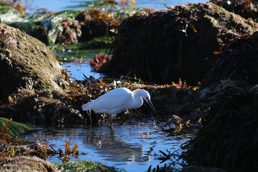 Snowy Egret - 1 Photograph by Christy Pooschke
