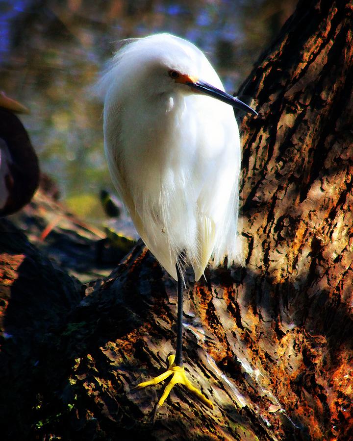 Snowy Egret 2 Photograph by Timothy Bulone