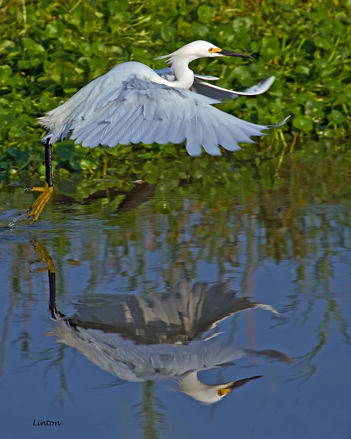 Snowy Egret 3 Photograph by Larry Linton