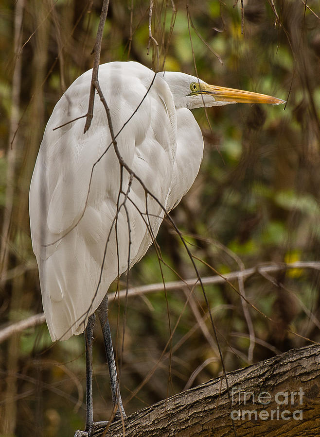 San Diego Zoo Photograph - Snowy Egret A1774 by Stephen Parker