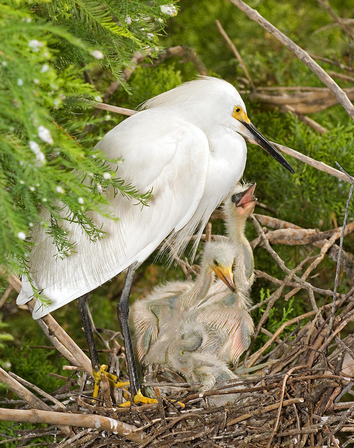 Snowy Egret Adult With Chicks At Nest Photograph by Millard H. Sharp