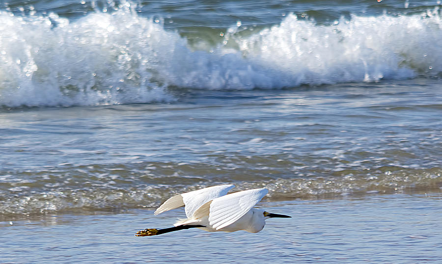 Snowy Egret and Waves Photograph by Kenneth Albin