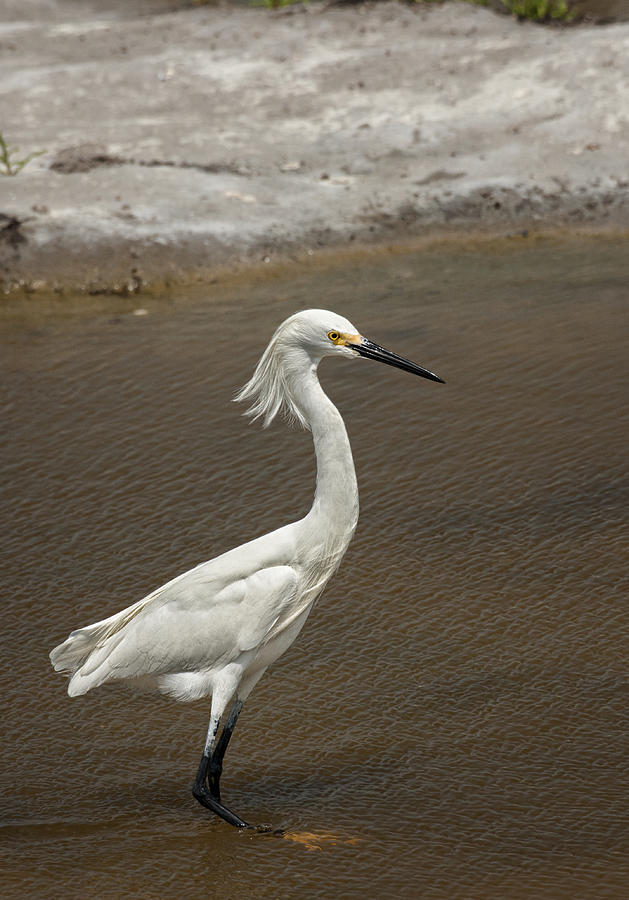 Egret Photograph - Snowy Egret at South Padre by Betty Depee