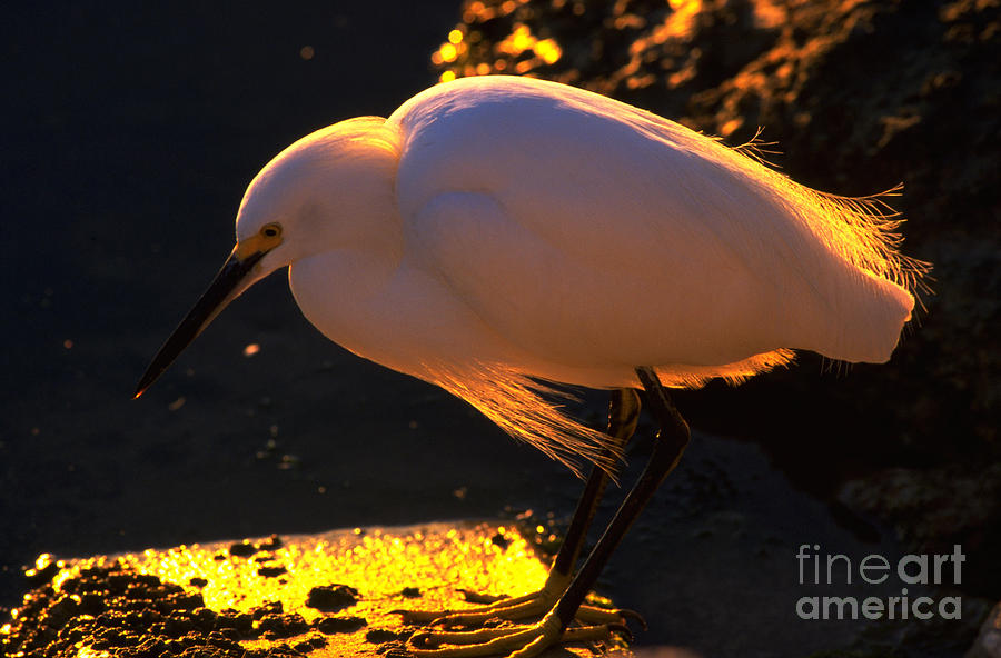 Snowy Egret At Sunset Photograph by William H. Mullins