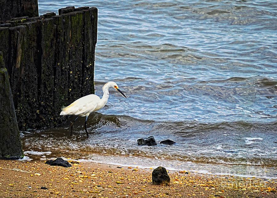 Snowy Egret At The Shore Photograph by Sharon Woerner