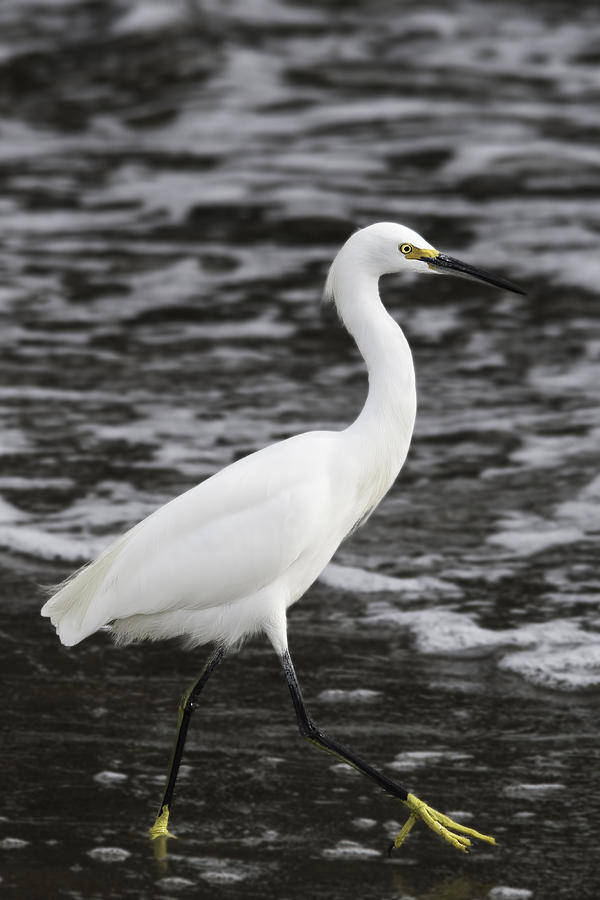 Snowy Egret At Waters Edge Photograph