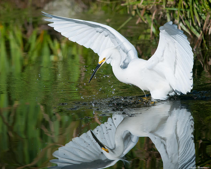 Snowy Egret Photograph by Avian Resources