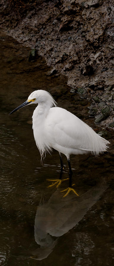 Snowy Egret Photograph by Betty Depee