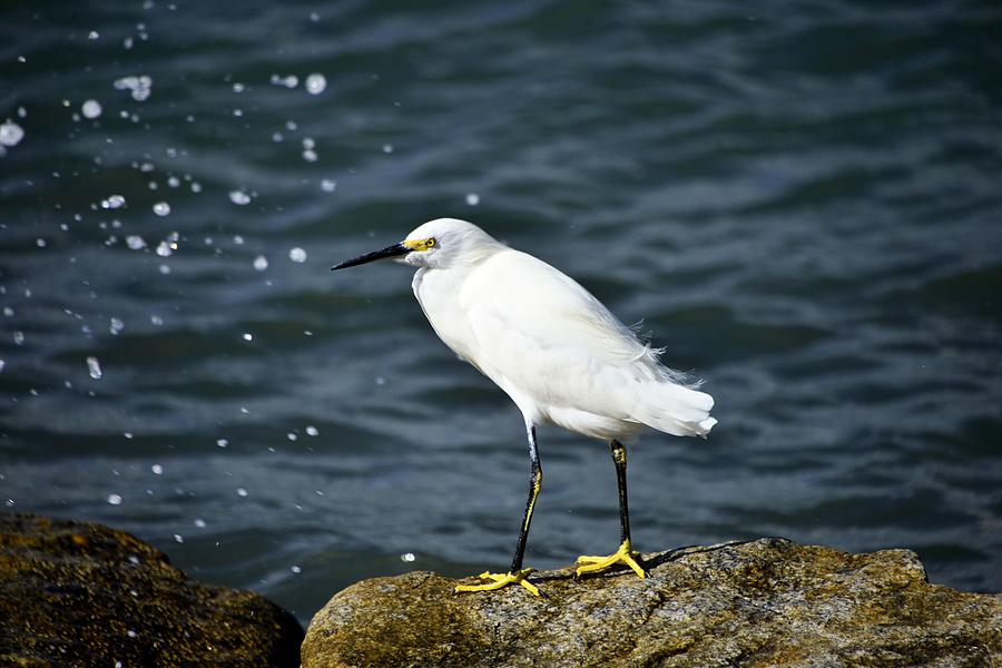 snowy Egret Photograph by Bill Hosford