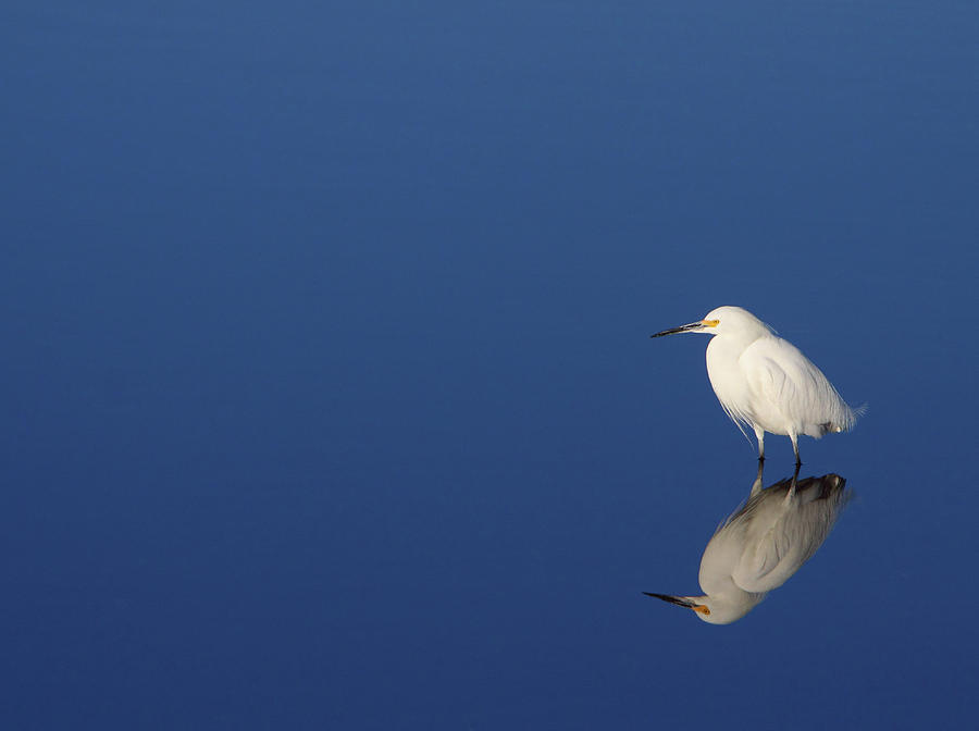Snowy Egret Blues Photograph by Bruce J Robinson
