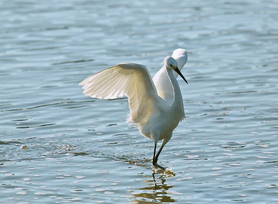 Animal Photograph - Snowy Egret by Bob Gibbons/science Photo Library