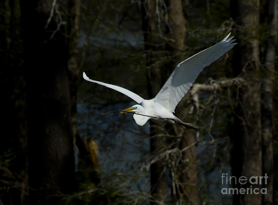 Snowy Egret Building Nest  #5199 Photograph by J L Woody Wooden