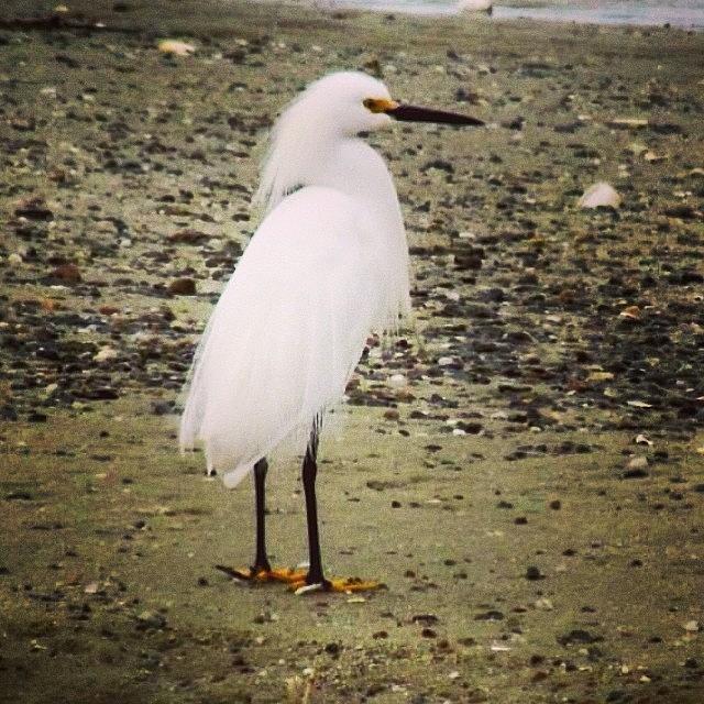 Birdwatching Photograph - Snowy Egret, Chatham #birdfreaks by Amy Coomber Eberhardt