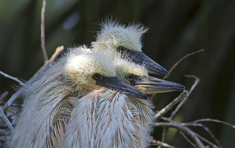 Snowy Egret Chick Trio Photograph by Kenneth Albin