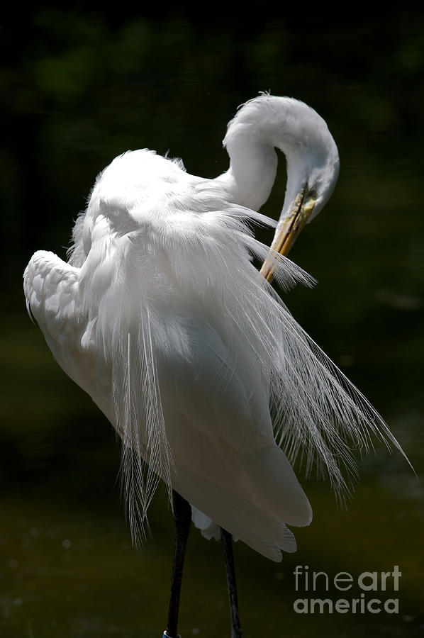 Egret Photograph - Snowy Egret by Chris Brewington Photography LLC