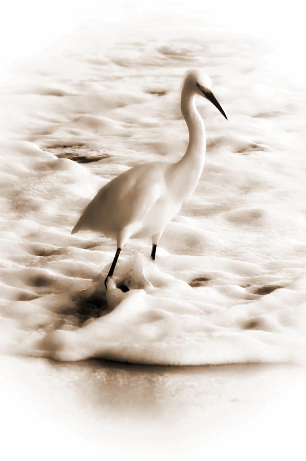 Snowy Egret Photograph by Christina Ochsner