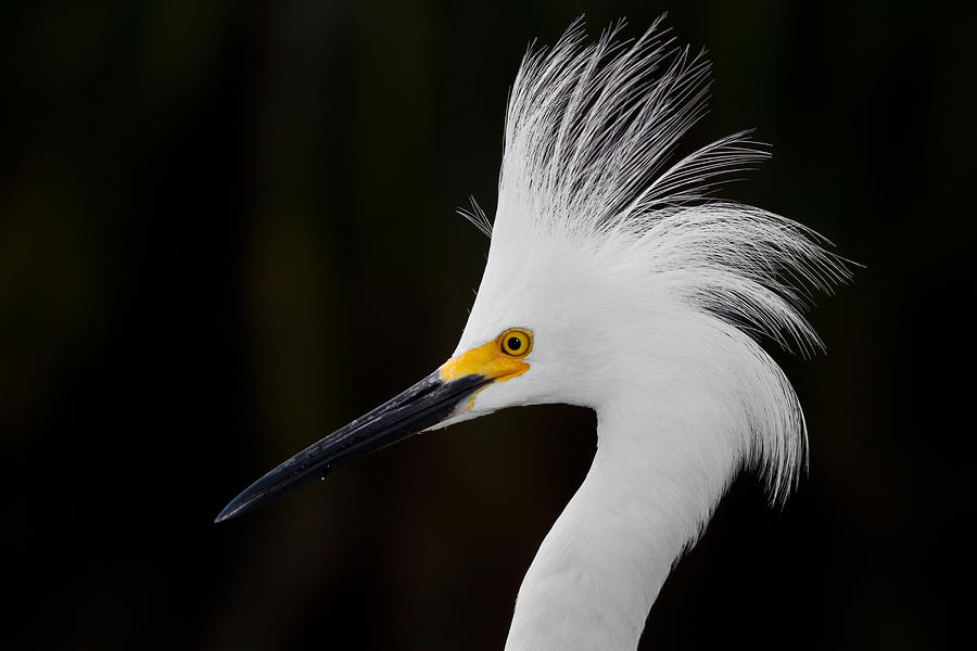 Animal Photograph - Snowy Egret Crown by Andres Leon