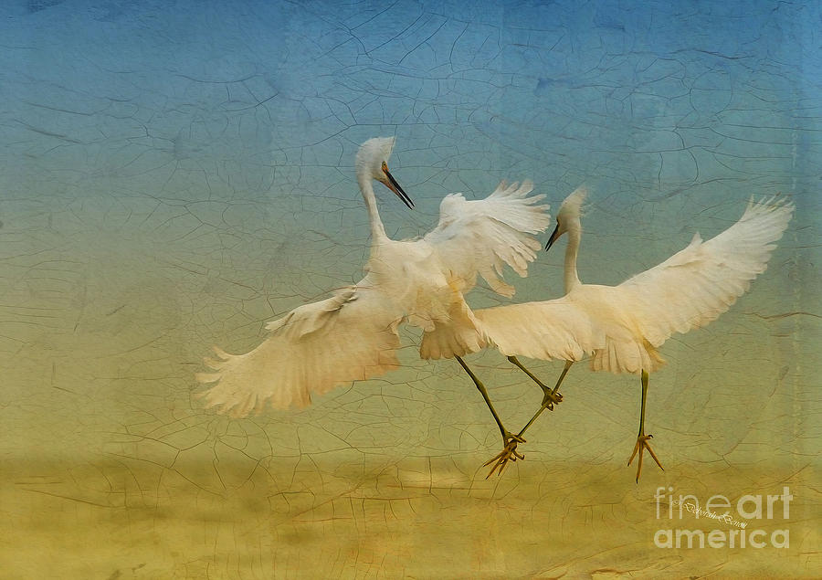 Wildlife Photograph - Snowy Egret Dance by Deborah Benoit