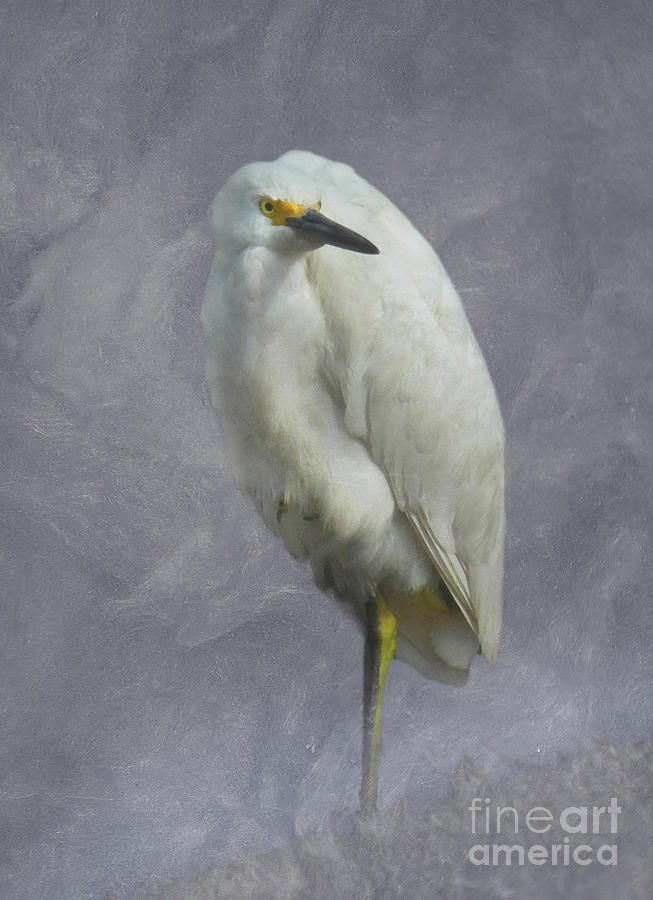Snowy Egret Digital Art by Deborah Smith