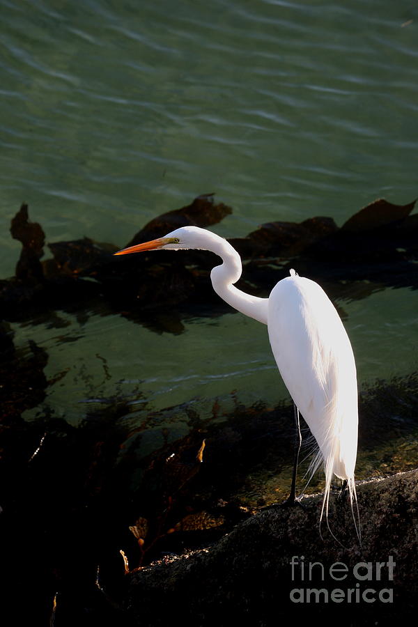 Bird Photograph - Great Egret Monterey Bay California  by Pat Hathaway by Monterey County Historical Society