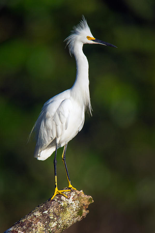 Snowy Egret Egretta Thula, Tortuguero Photograph by Panoramic Images