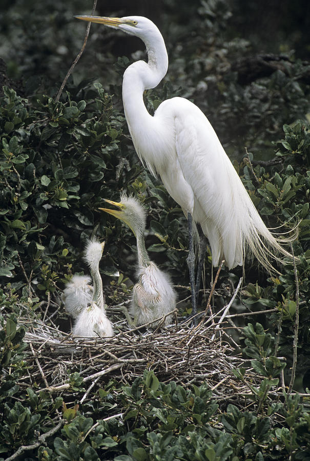 Snowy Egret Feeding Chicks Photograph by Sally Mccrae Kuyper/science Photo Library