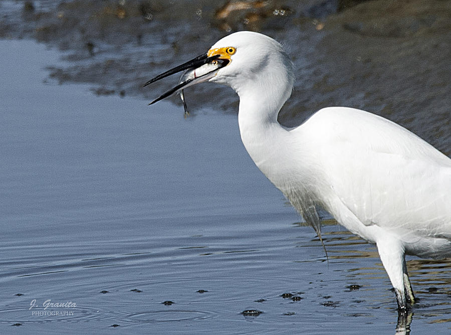 Snowy Egret finds Lunch Photograph by Joe Granita
