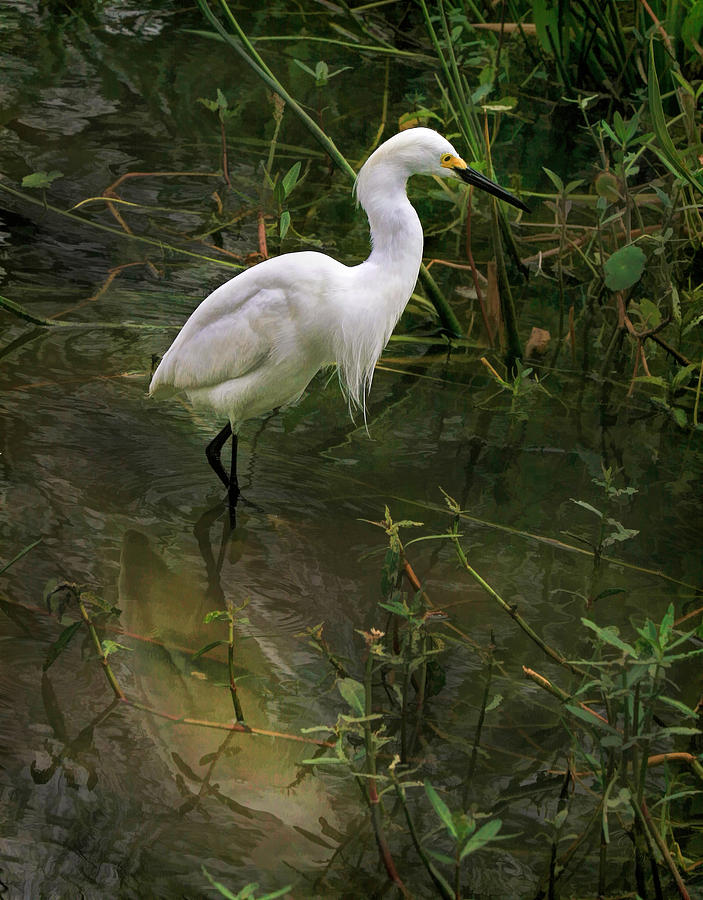 Snowy Egret Fishing Photograph by Clare VanderVeen