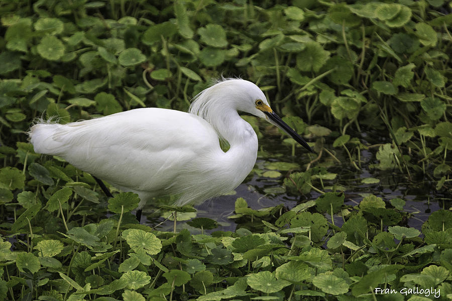 Snowy Egret Fishing Photograph by Fran Gallogly