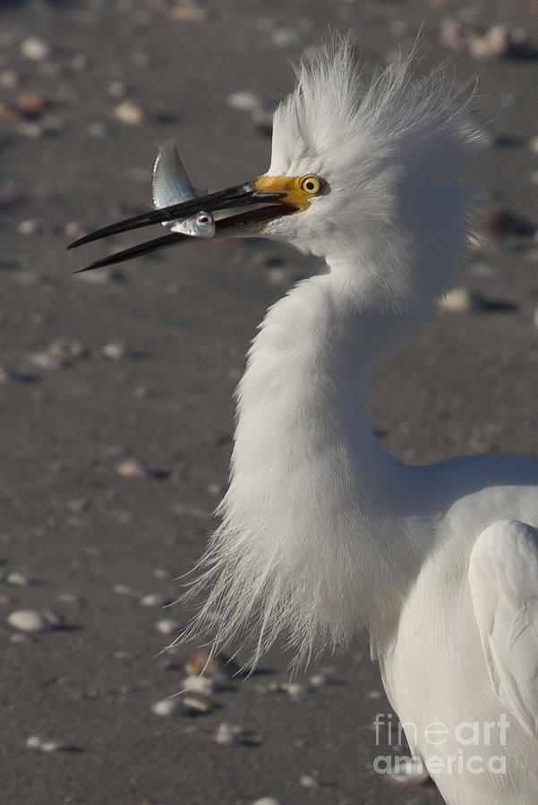 Snowy Egret Fishing Photograph by Meg Rousher