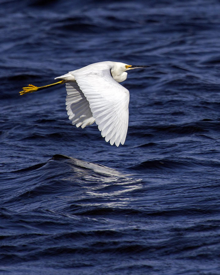 Snowy Egret Flight Photograph by Alan Raasch