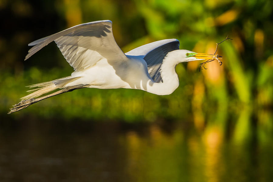 Snowy Egret Flying with a Branch Photograph by Andres Leon