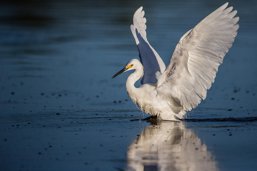 Animal Photograph - Snowy Egret Frolicking in the Water by Andres Leon