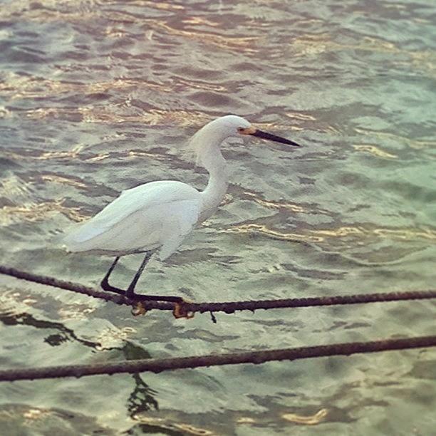 Animal Photograph - Snowy Egret #greatnature #animal by Jayna Wallace