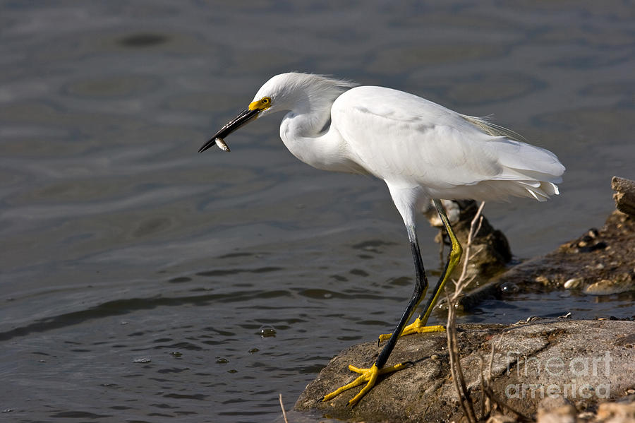 Snowy Egret Photograph by Gregory G. Dimijian, M.D.