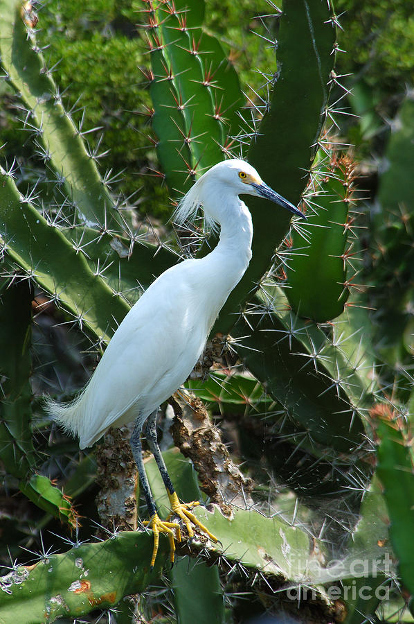 Snowy Egret Photograph by Gregory G. Dimijian