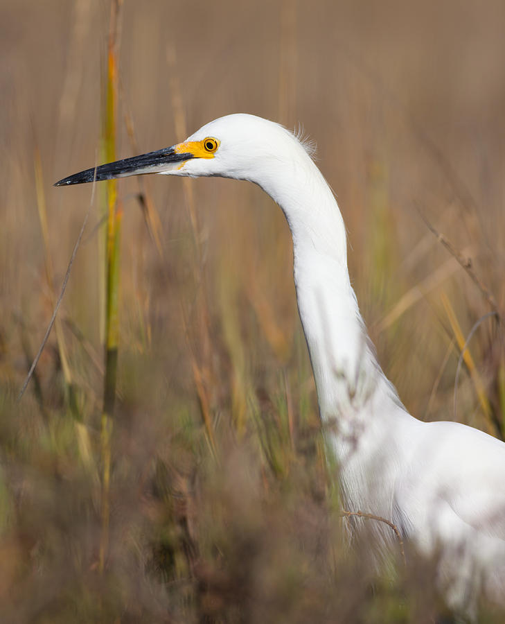 Snowy Egret Hunting Photograph by Melinda Fawver
